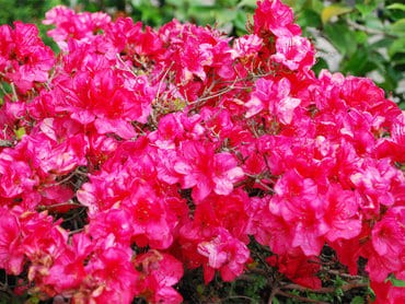 category