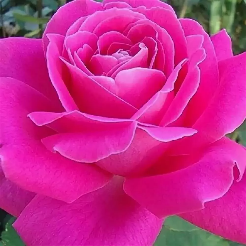 Сорта крупных розовых