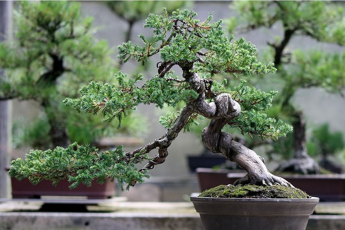 Как выращивать бонсай